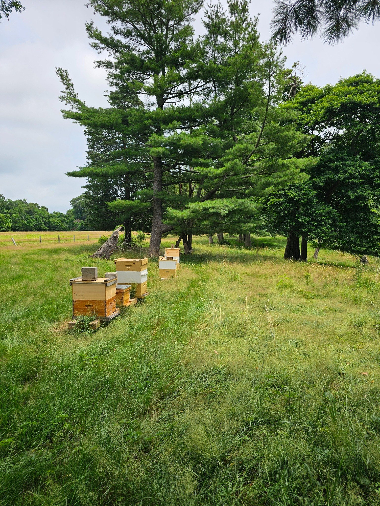 Bee hives in grass and trees