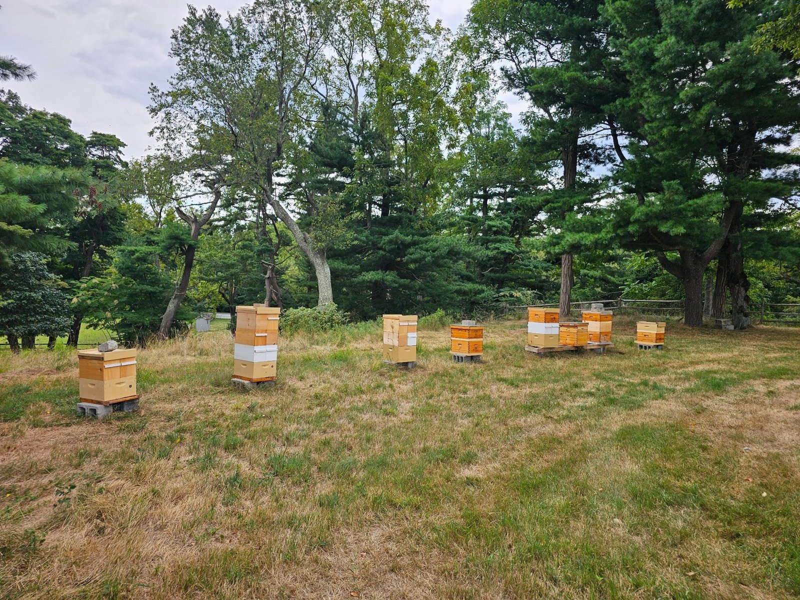 Long Island bee yard with hives