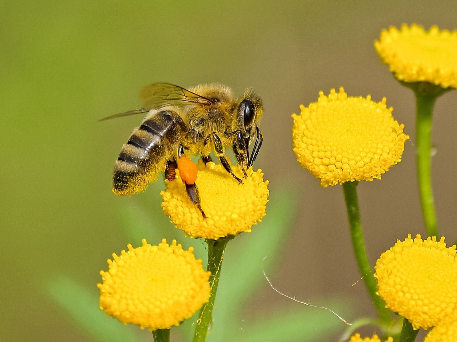 Honey bee pollinating flowers