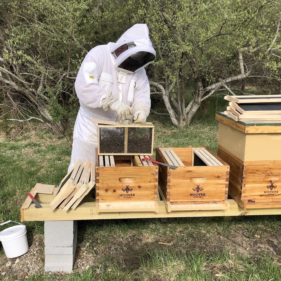 Long Island beekeeper working with package bees