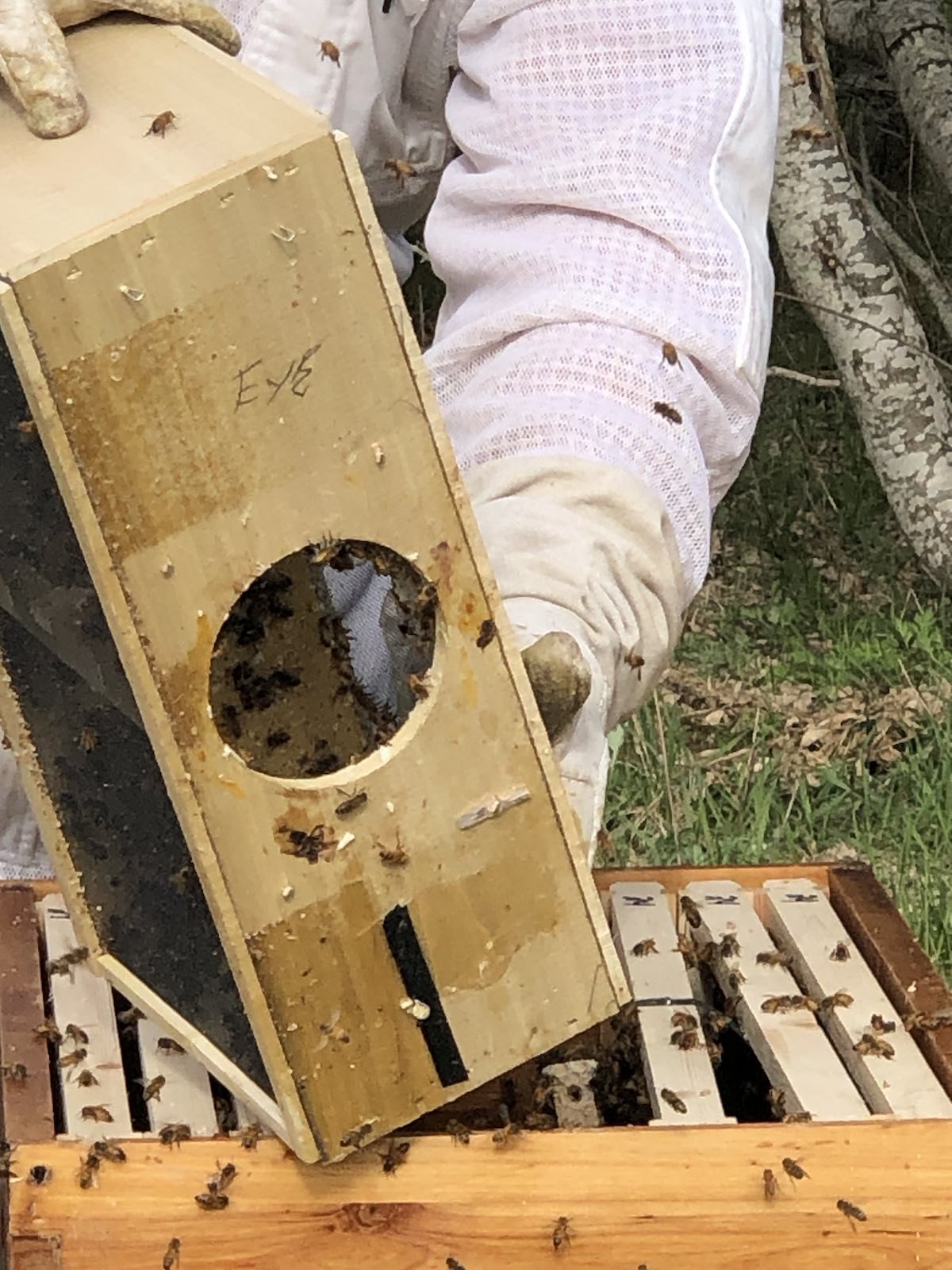 Installing bees into a hive