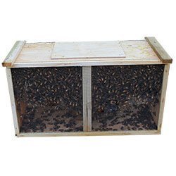 Three pound package bees